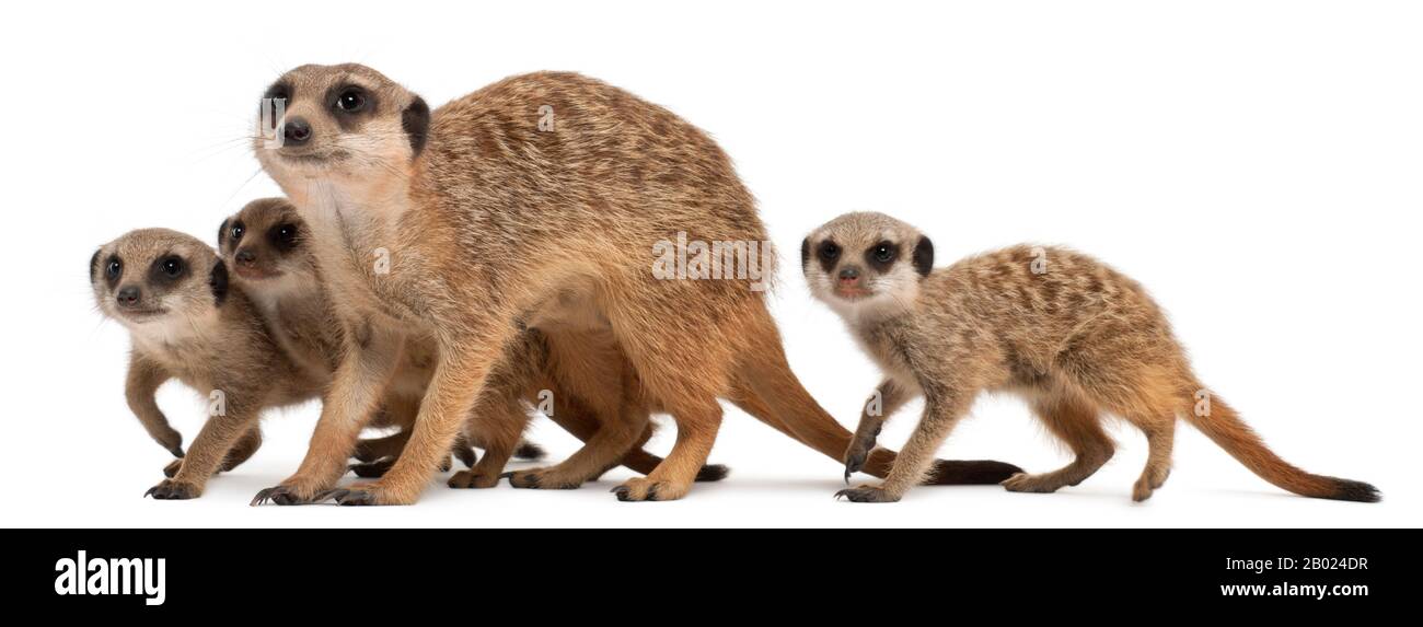 Meerkat ou Suricate, Suricata suricatta, mère et ses bébés, devant un fond blanc Banque D'Images