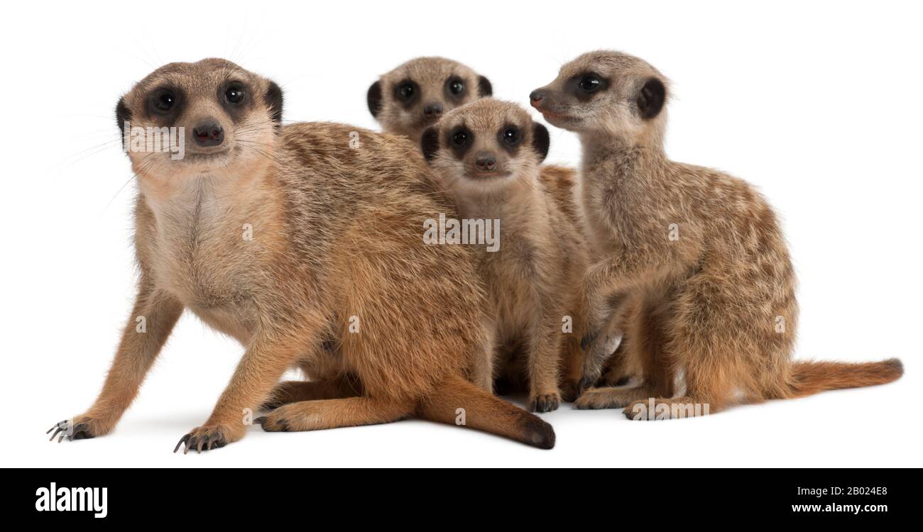 Meerkat ou Suricate, Suricata suricatta, mère et ses bébés, devant un fond blanc Banque D'Images