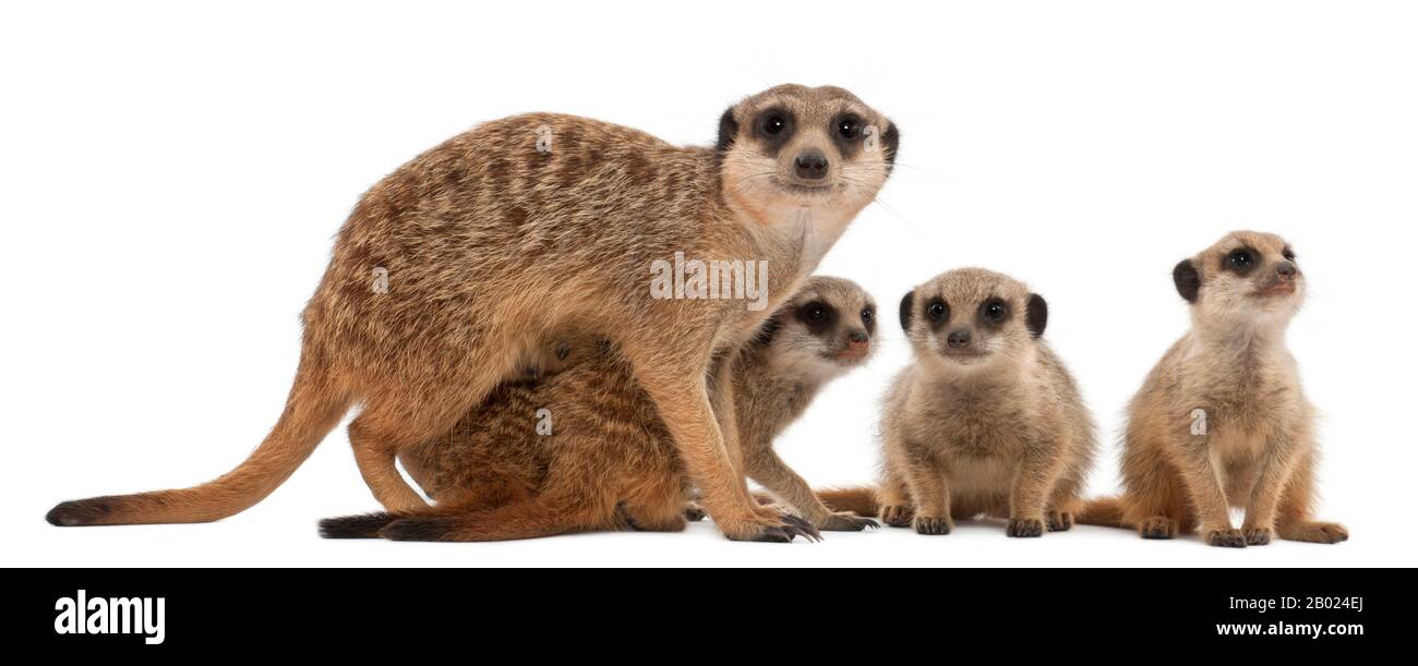 Meerkat ou Suricate, Suricata suricatta, mère et ses bébés, devant un fond blanc Banque D'Images