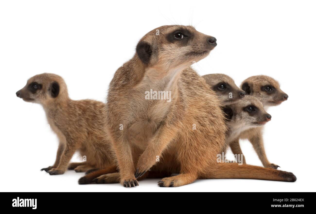 Meerkat ou Suricate, Suricata suricatta, mère et ses bébés, devant un fond blanc Banque D'Images