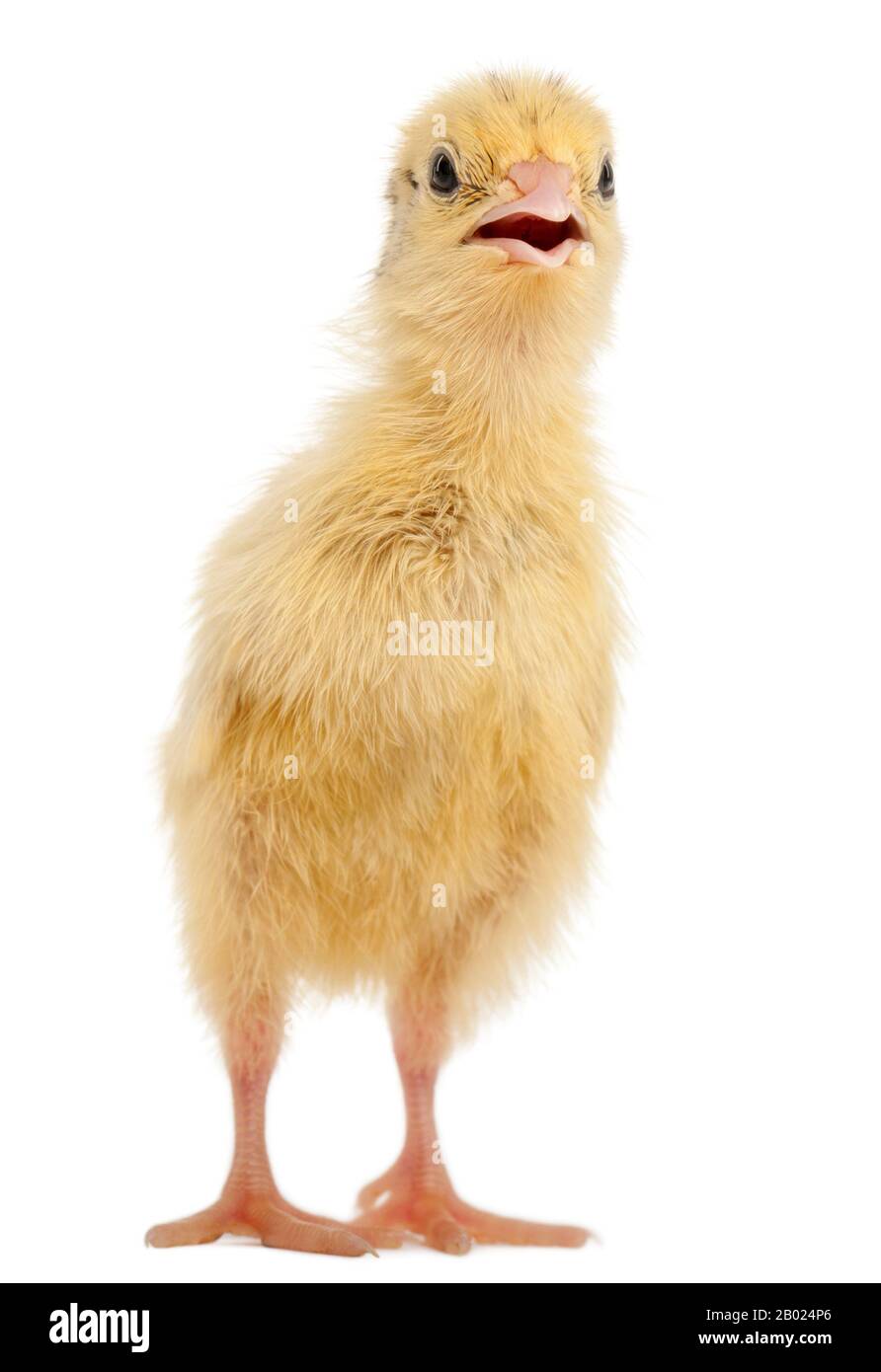 La caille Japonaise, également connu sous le nom de Caille Coturnix coturnix japonica, 3, jours, in front of white background Banque D'Images