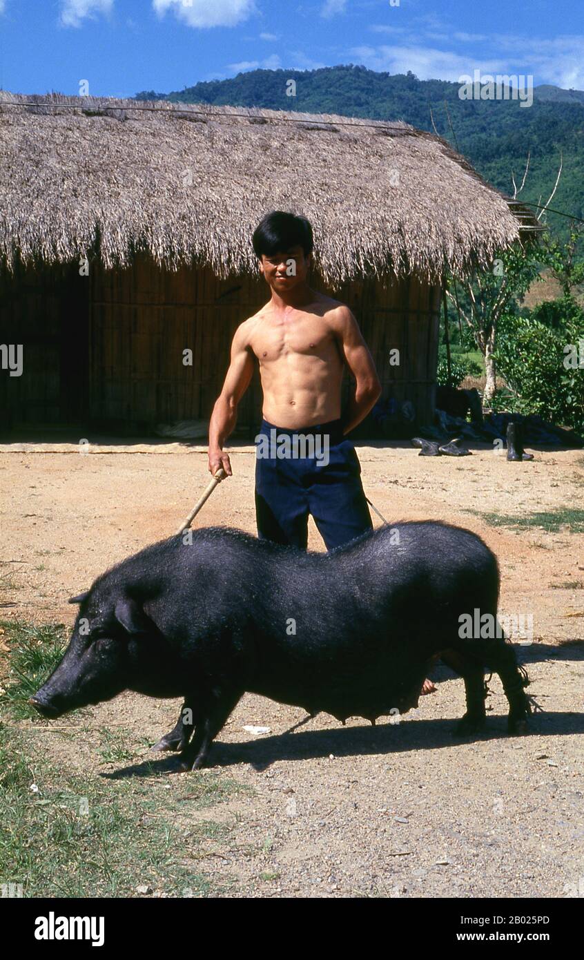 Thaïlande : Chin Haw villageois avec un cochon dans la campagne de Chiang Rai, 1995. Les muletiers chinois rudes et indomptables connus des Birmans sous le nom de Panthay, et des Thaï et des Lao sous le nom de Haw ou Chin Haw, étaient - et sont encore partiellement - les maîtres du Triangle d'Or. Certes, ils étaient des commerçants par excellence, pénétrant dans les confins des territoires interdits tels que les États de Wa, tandis que dans le même temps leurs caravanes mules, chargées de tout, des pierres précieuses et du jade aux poêles d'opium et de cuivre, marchaient jusqu'à Luang Prabang au Laos, Moulmein en Birmanie et Dali et Kunming dans le Yunnan. Banque D'Images Thaïlande : Chin Haw villageois avec un cochon dans la campagne de Chiang Rai, 1995. Les muletiers chinois rudes et indomptables connus des Birmans sous le nom de Panthay, et des Thaï et des Lao sous le nom de Haw ou Chin Haw, étaient - et sont encore partiellement - les maîtres du Triangle d'Or. Certes, ils étaient des commerçants par excellence, pénétrant dans les confins des territoires interdits tels que les États de Wa, tandis que dans le même temps leurs caravanes mules, chargées de tout, des pierres précieuses et du jade aux poêles d'opium et de cuivre, marchaient jusqu'à Luang Prabang au Laos, Moulmein en Birmanie et Dali et Kunming dans le Yunnan. Banque D'Images