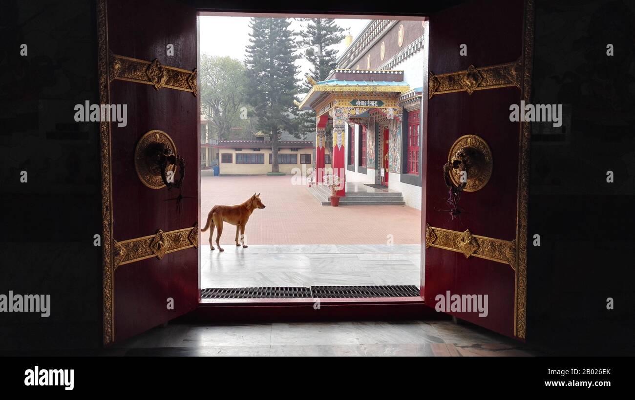 Chien rouge à l'extérieur de la porte du temple, détails de la porte dorée, vue sur tempel extérieur Banque D'Images