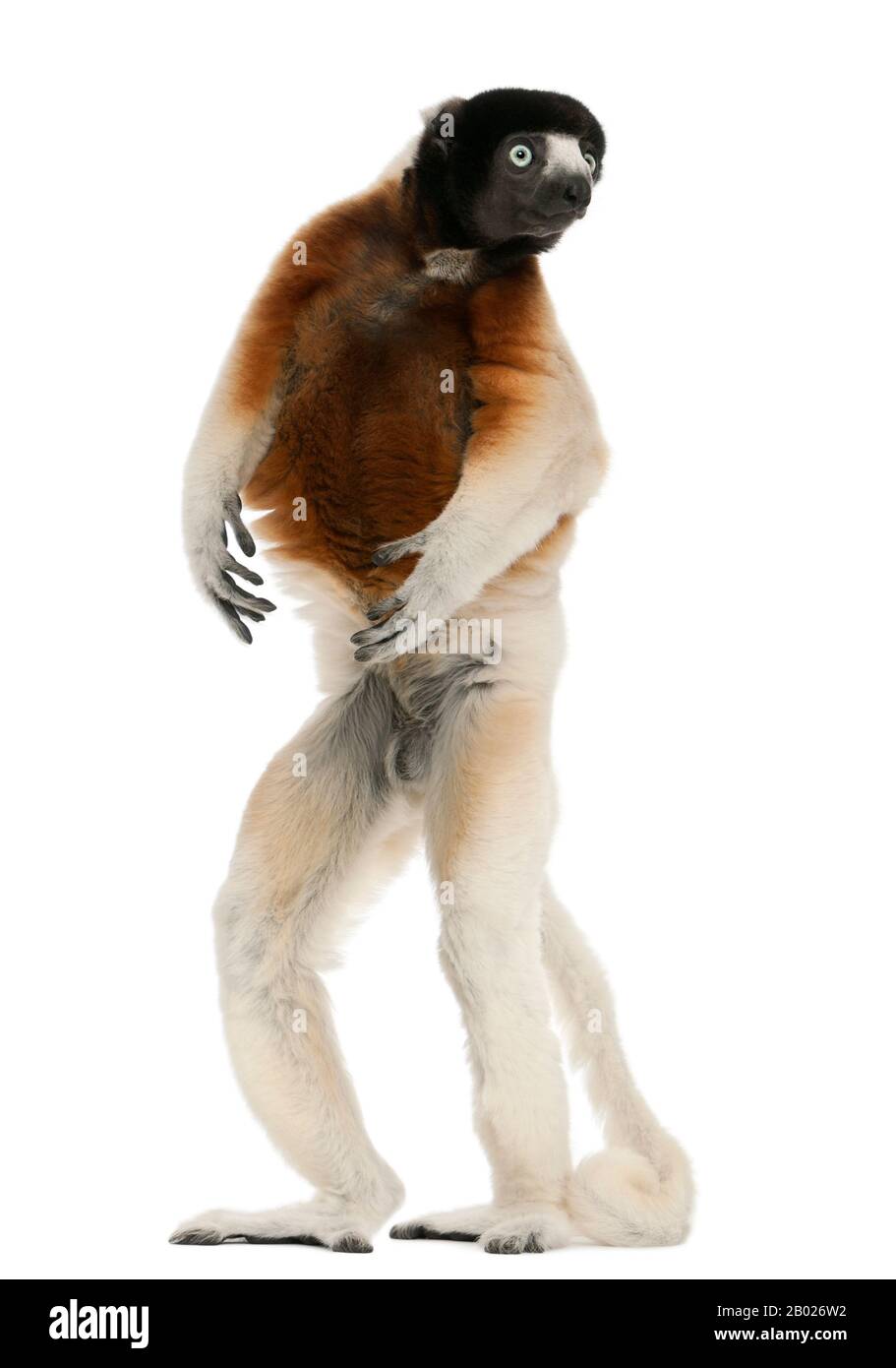 Couronné Sifaka, Propitecus coronatus, 14 ans, debout devant un fond blanc Banque D'Images