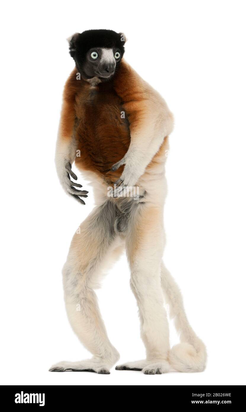 Couronné Sifaka, Propitecus coronatus, 14 ans, debout devant un fond blanc Banque D'Images