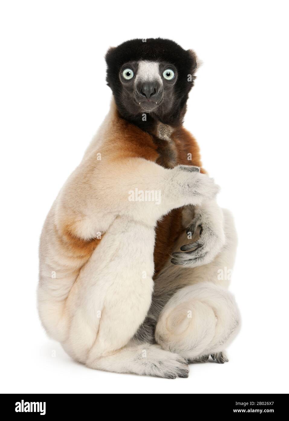 Couronné Sifaka, Propitecus coronatus, 14 ans, assis devant un fond blanc Banque D'Images