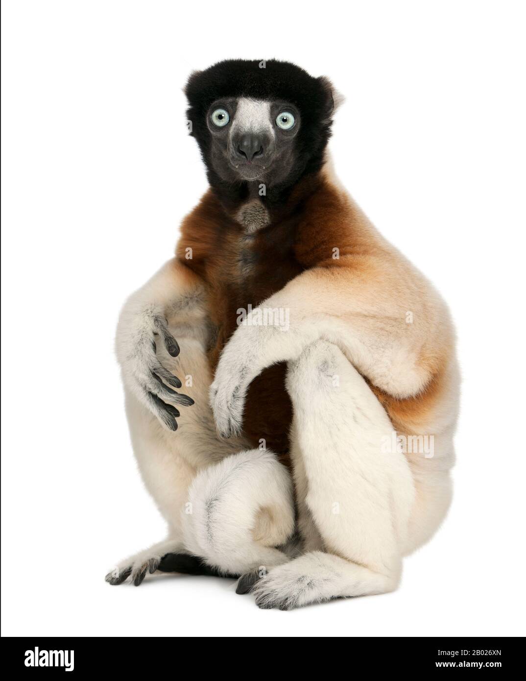 Couronné Sifaka, Propitecus coronatus, 14 ans, assis devant un fond blanc Banque D'Images
