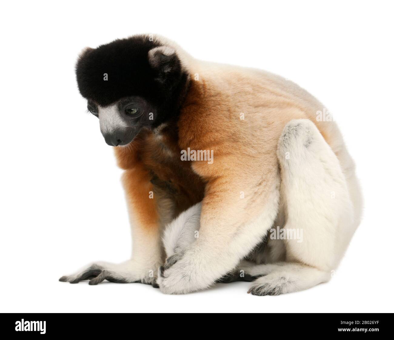 Couronné Sifaka, Propitecus coronatus, 14 ans, assis devant un fond blanc Banque D'Images