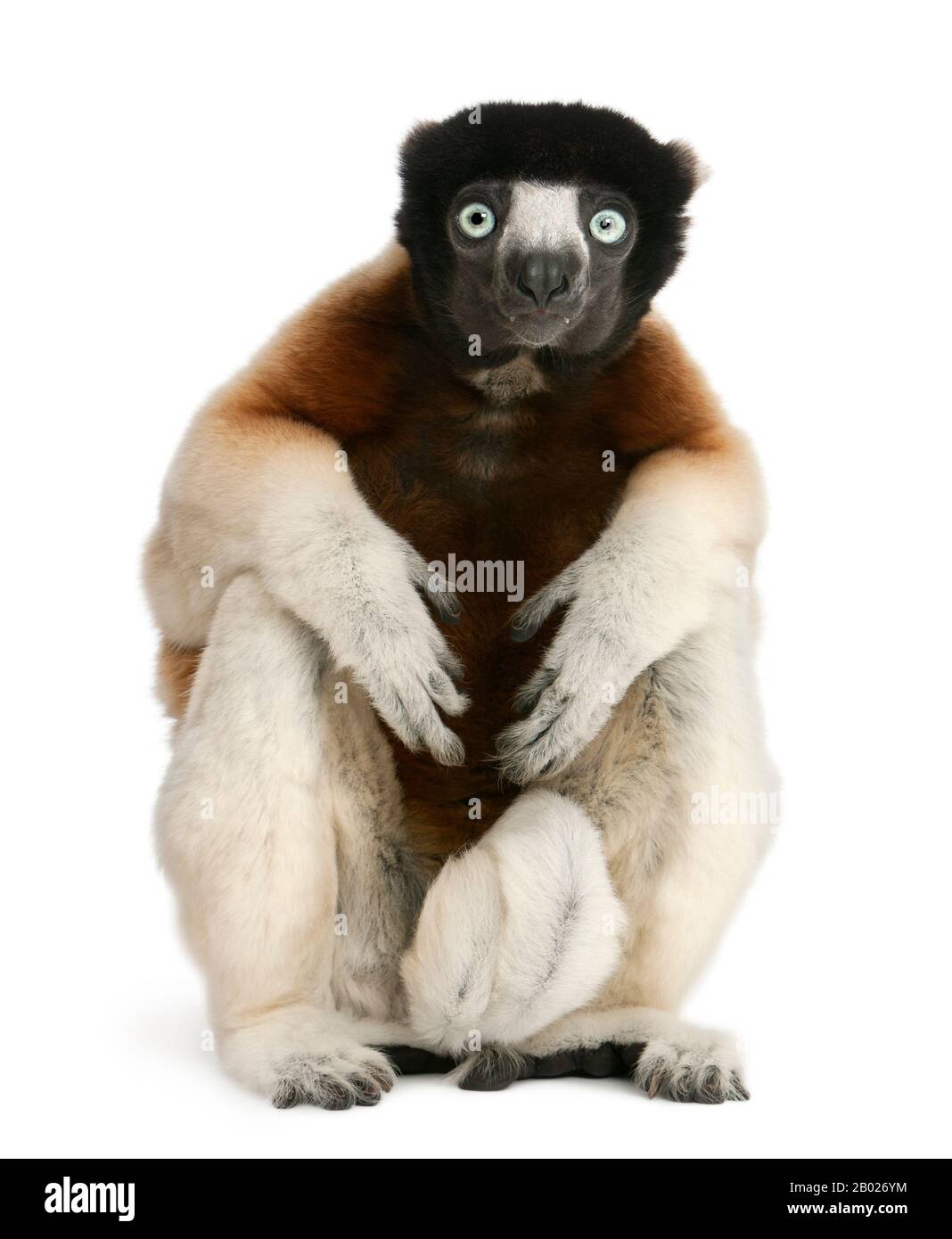 Couronné Sifaka, Propitecus coronatus, 14 ans, assis devant un fond blanc Banque D'Images