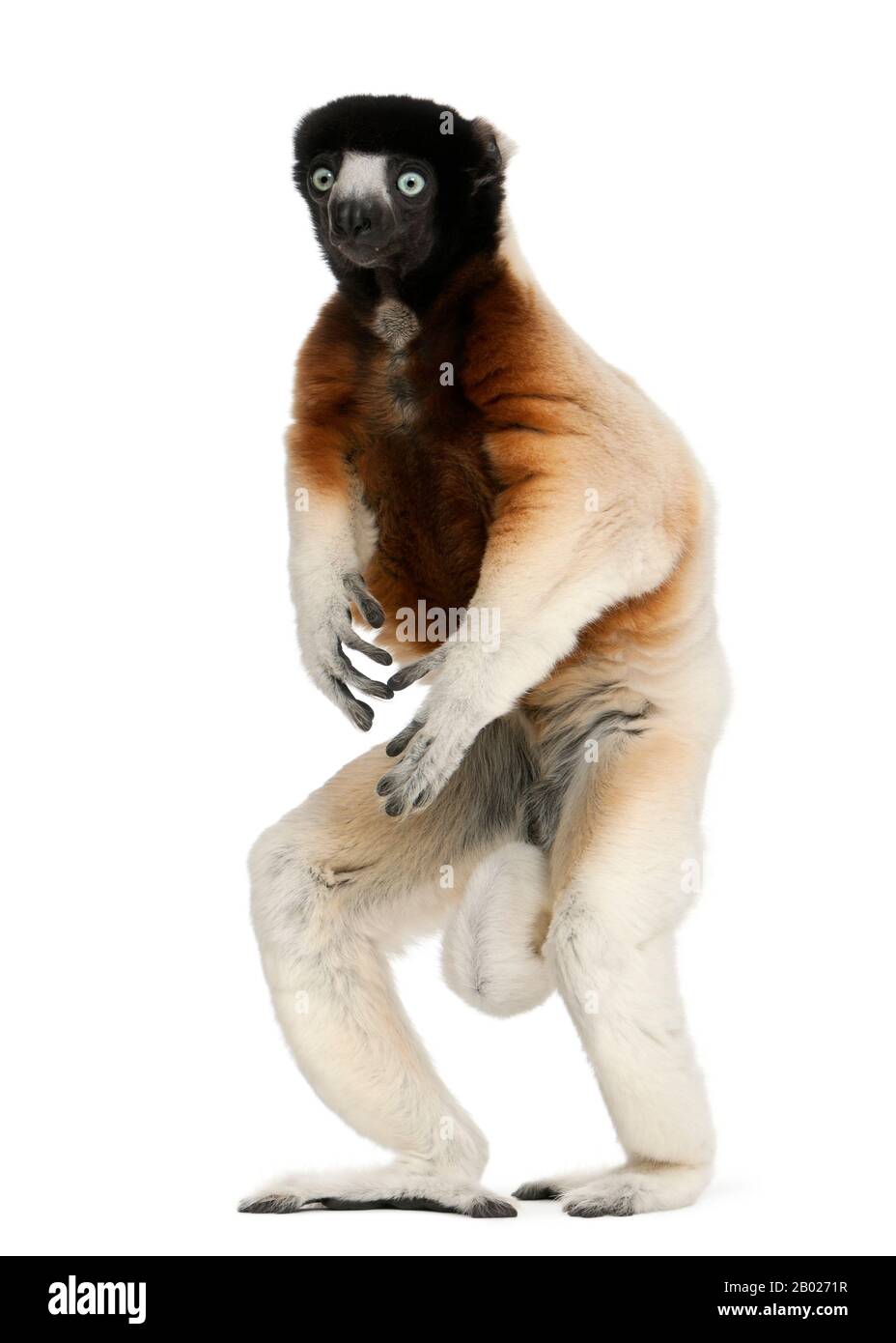 Couronné Sifaka, Propitecus coronatus, 14 ans, marchant devant un fond blanc Banque D'Images
