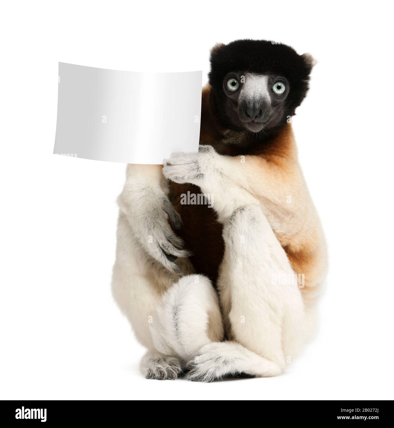 Couronné Sifaka, Propitecus coronatus, 14 ans, tenant du papier blanc devant un fond blanc Banque D'Images
