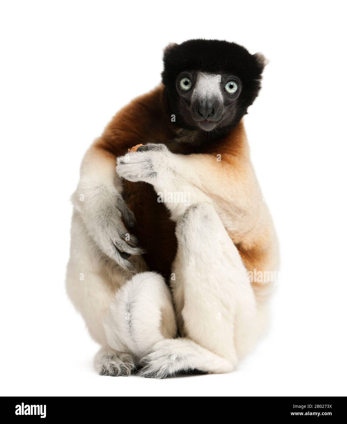 Couronné Sifaka, Propitecus coronatus, 14 ans, assis devant un fond blanc Banque D'Images