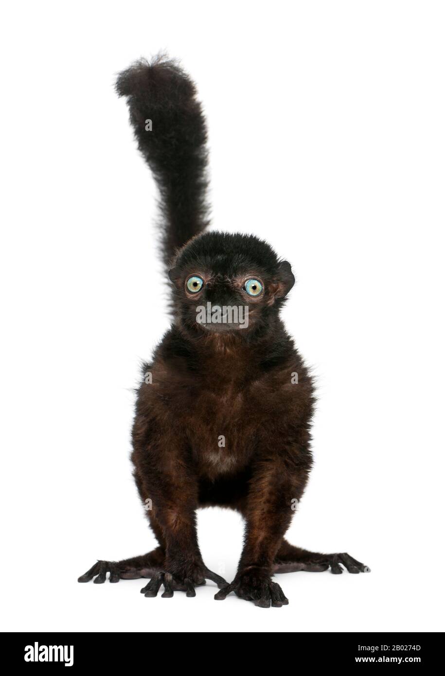 Lemur noir aux yeux bleus, flavifrons d'Eulémur, 14 ans, devant un fond blanc Banque D'Images