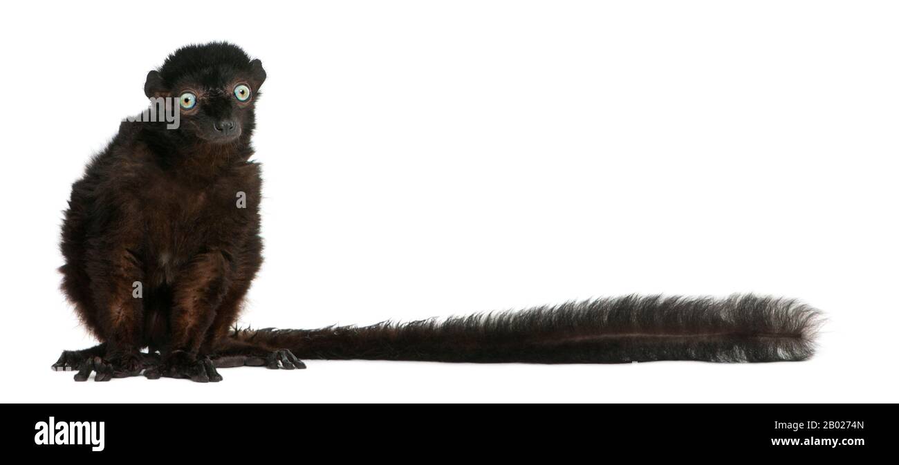 Lemur noir aux yeux bleus, flavifrons d'Eulémur, 14 ans, devant un fond blanc Banque D'Images