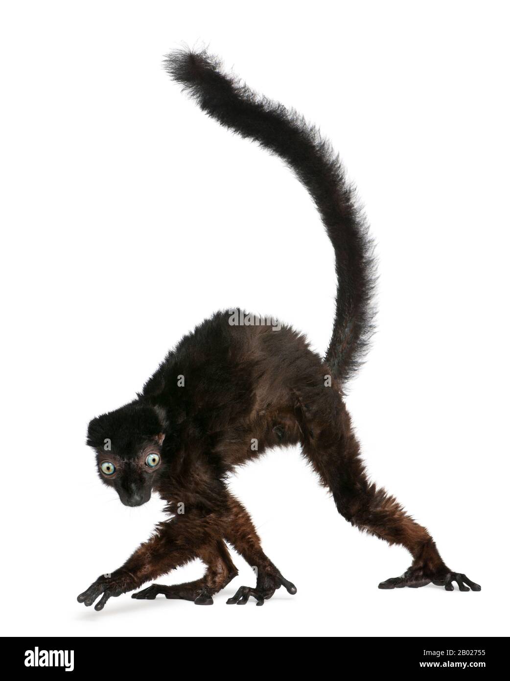 Lemur noir aux yeux bleus, flavifrons d'Eulémur, 14 ans, devant un fond blanc Banque D'Images