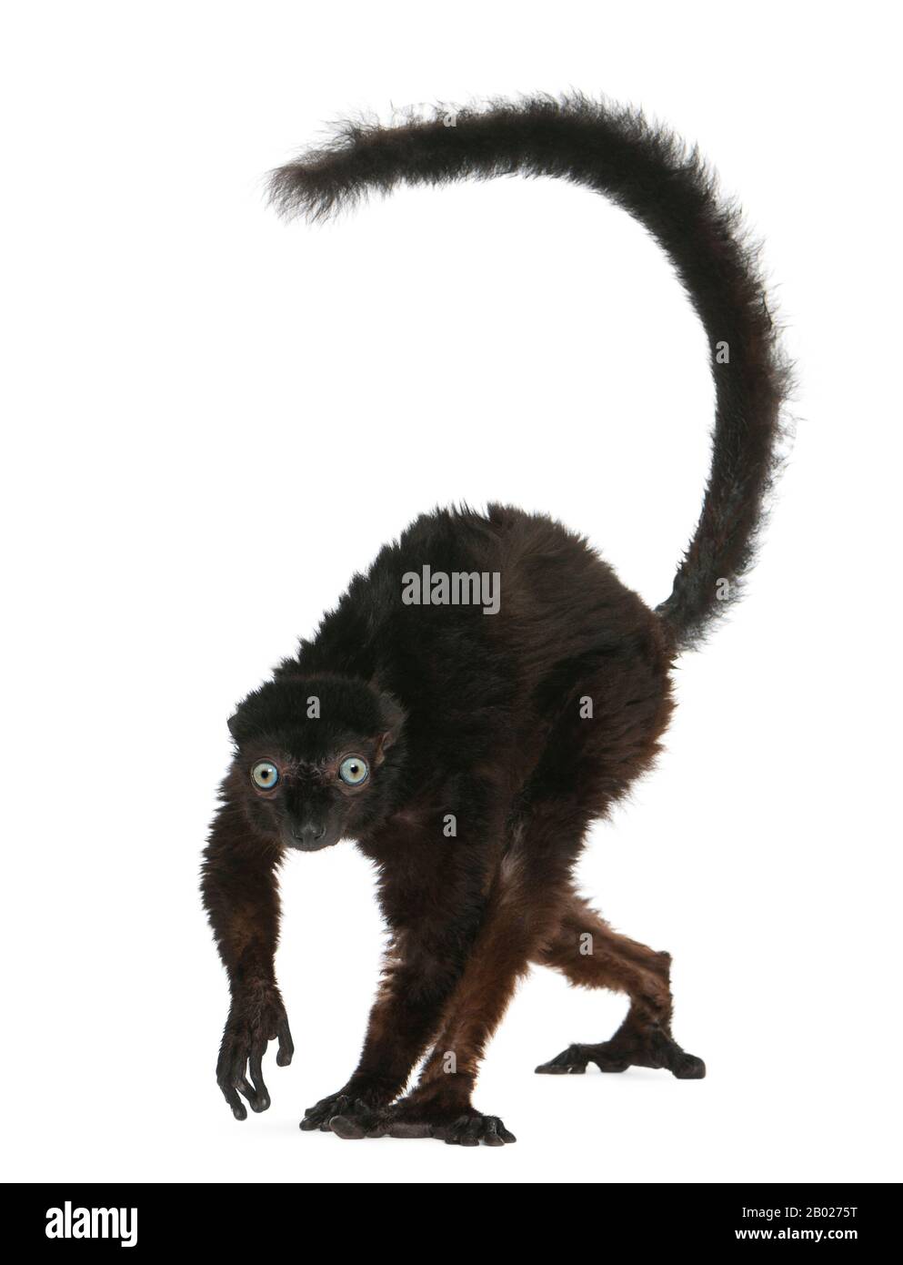 Lemur noir aux yeux bleus, flavifrons d'Eulémur, 14 ans, devant un fond blanc Banque D'Images