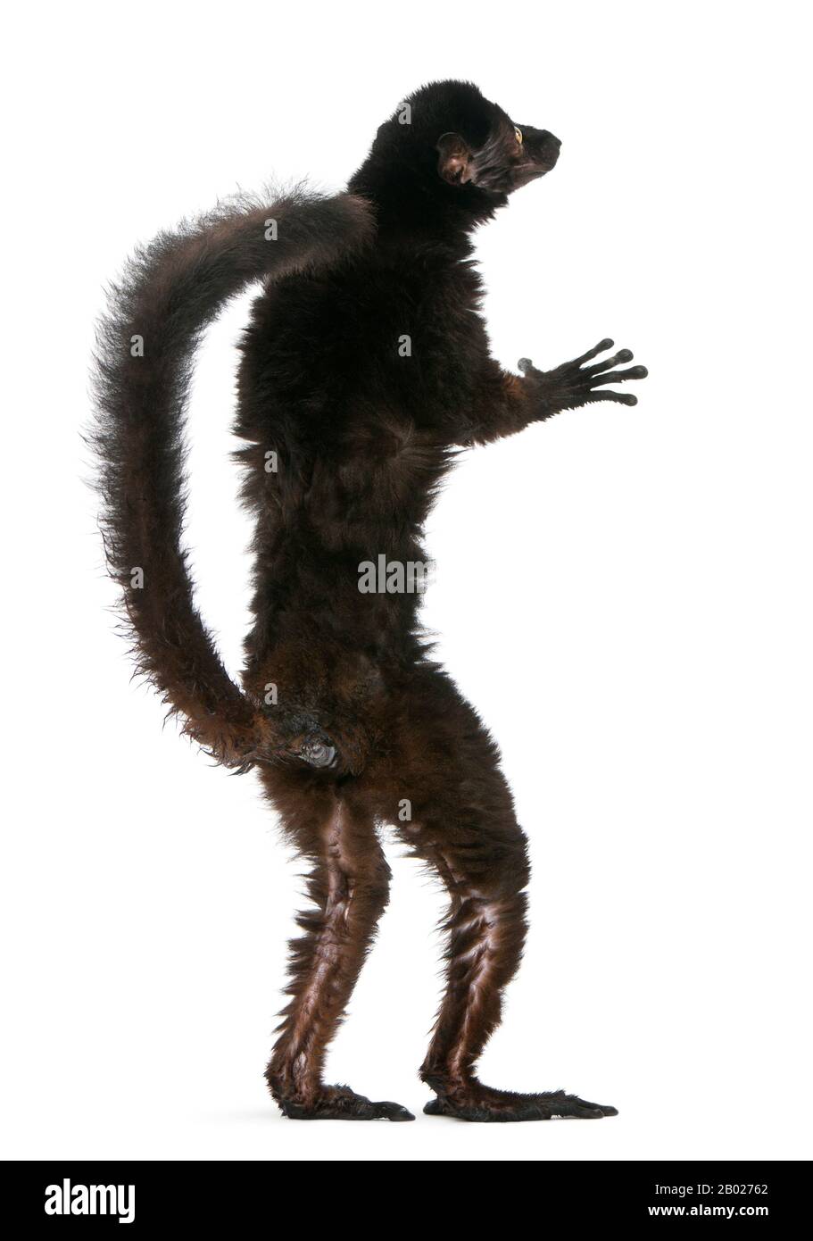 Lemur noir aux yeux bleus, flavifrons d'Eulémur, 14 ans, debout devant un fond blanc Banque D'Images