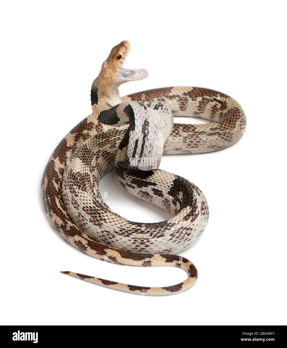 Serpent gopher du Pacifique également connu sous le nom de serpent gopher de la côte, serpent gopher occidental, Pituophis catenifer, une espèce colueffet devant le fond blanc Banque D'Images