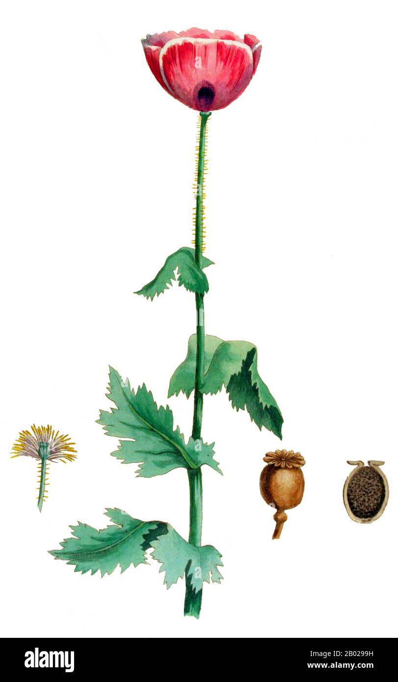 Pays-Bas : Papaver somniferum, le pavot à opium. Peinture botanique à la gouache aquarelle tirée de la 'Flora Batava' de Jan Kops (1765-1849), 1865. Le pavot à opium, Papaver somniferum, est l'espèce de plante dont sont extraits l'opium et les graines de pavot. L'opium est la source de nombreux opiacés, dont la morphine, la thébaïne, la codéine, la papavérine et la noscapine. Le nom botanique latin signifie le « pavot qui apporte le sommeil », se référant aux propriétés sédatives de certains de ces opiacés. Banque D'Images