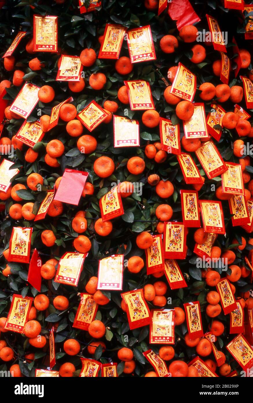 Les kumquats sont des symboles de prospérité pour les Chinois et les Vietnamiens. Les arbres de kumquat sont donnés comme cadeaux et peuvent être vus décoration des lobbies d'hôtel, des banques et d'autres bâtiments publics pendant la période du nouvel an. Le nouvel an chinois est un important séjour chinois traditionnel. En Chine, il est également connu sous le nom de Festival du printemps, la traduction littérale du nom chinois moderne. Les célébrations du nouvel an chinois se sont traditionnellement déroulées de la veille du nouvel an chinois, le dernier jour du dernier mois du calendrier chinois, au festival Lantern le 15 jour du premier mois, faisant du festival le plus long Banque D'Images