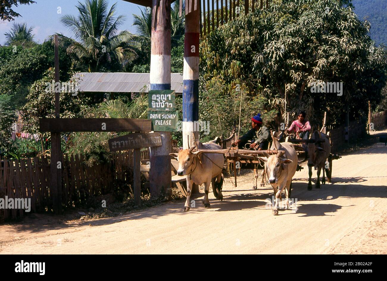 Thaïlande : charrettes à bœufs à Ban Huay Khan, au nord de Mae Hong son, au nord de la Thaïlande. Autrefois l'une des provinces les plus reculées de Thaïlande, Mae Hong son est maintenant facilement accessible par avion depuis Chiang mai, ainsi que par une merveilleuse boucle en passant par Mae Sariang et retour via Pai et Soppong - ou vice versa. Singulièrement isolée, Mae Hong son n’est pas encore très développée. Les citadins peuvent être des citoyens de Thaïlande, mais la plupart sont Shan, Karen, Yunnanese Chinois ou tribus des collines. Les temples sont de style birman, et le rythme de la vie étonnamment tranquille. Banque D'Images Thaïlande : charrettes à bœufs à Ban Huay Khan, au nord de Mae Hong son, au nord de la Thaïlande. Autrefois l'une des provinces les plus reculées de Thaïlande, Mae Hong son est maintenant facilement accessible par avion depuis Chiang mai, ainsi que par une merveilleuse boucle en passant par Mae Sariang et retour via Pai et Soppong - ou vice versa. Singulièrement isolée, Mae Hong son n’est pas encore très développée. Les citadins peuvent être des citoyens de Thaïlande, mais la plupart sont Shan, Karen, Yunnanese Chinois ou tribus des collines. Les temples sont de style birman, et le rythme de la vie étonnamment tranquille. Banque D'Images