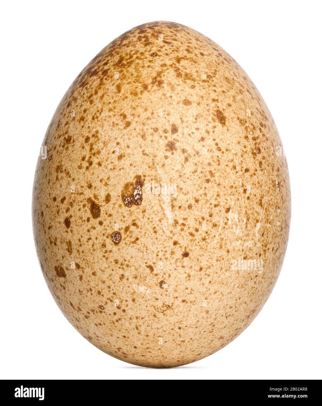 L'oeuf Tragopan de Cabot, le caloti Tragopan sur fond blanc Banque D'Images