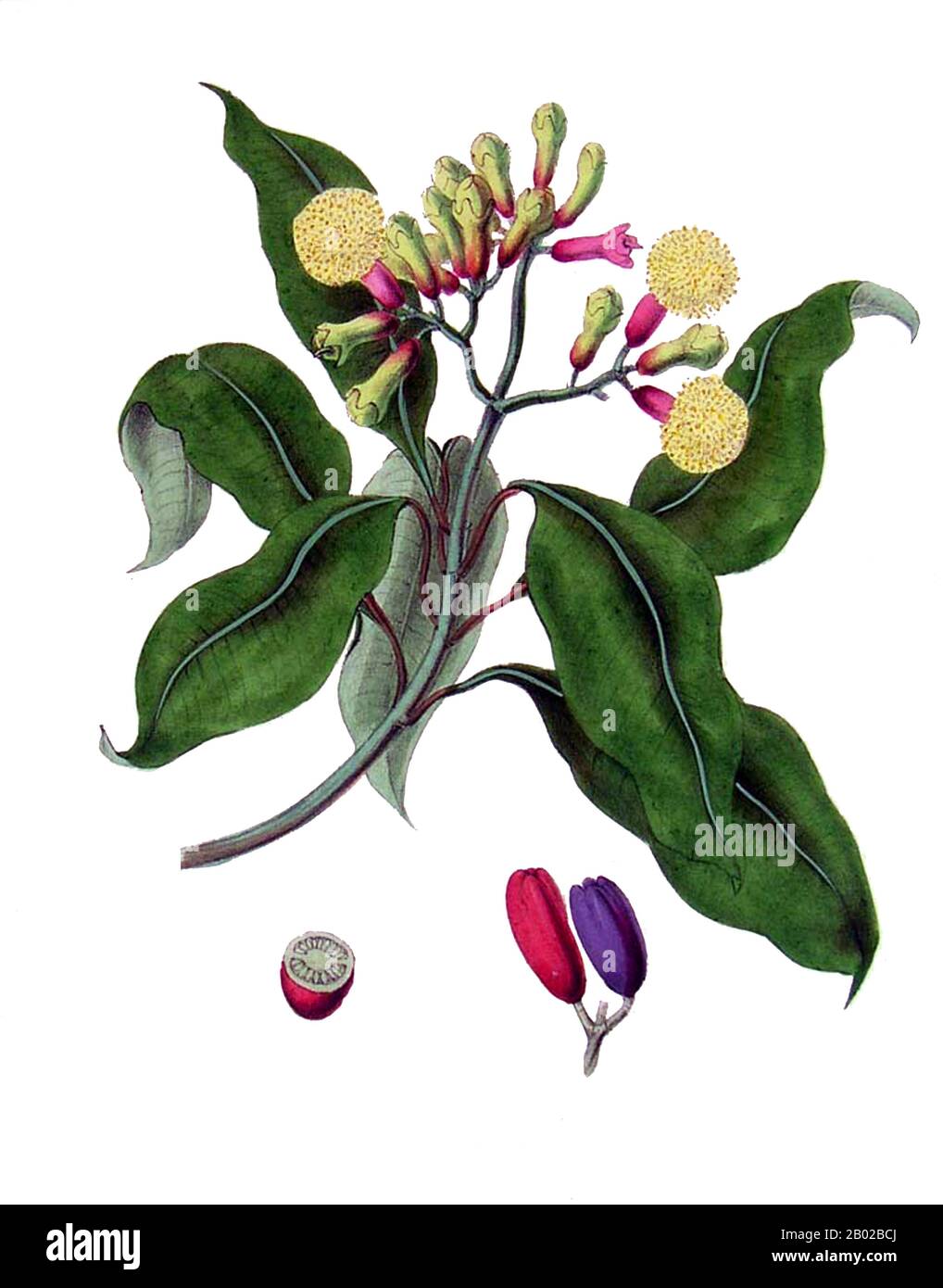 Les clous de girofle (Syzygium aromaticum) sont les bourgeons aromatiques  secs d'un arbre dans la famille des Myrtaceae. Les clous de girofle sont  natifs des îles de Maluku en Indonésie et utilisés