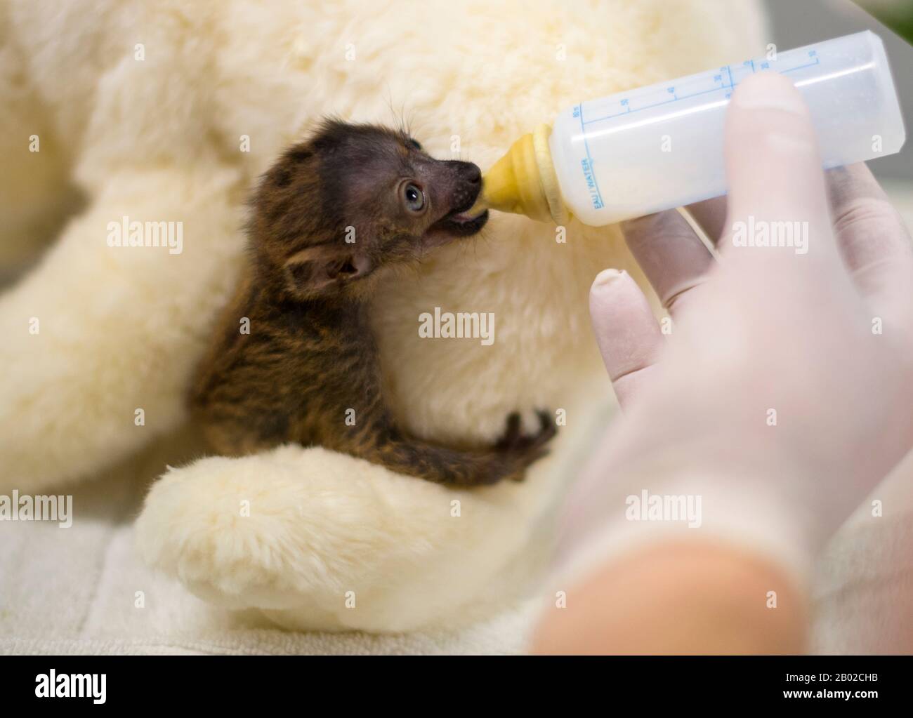 Soin Intensif Pour Bebe Au Citron Noir A Yeux Bleus Nourri Jours Photo Stock Alamy