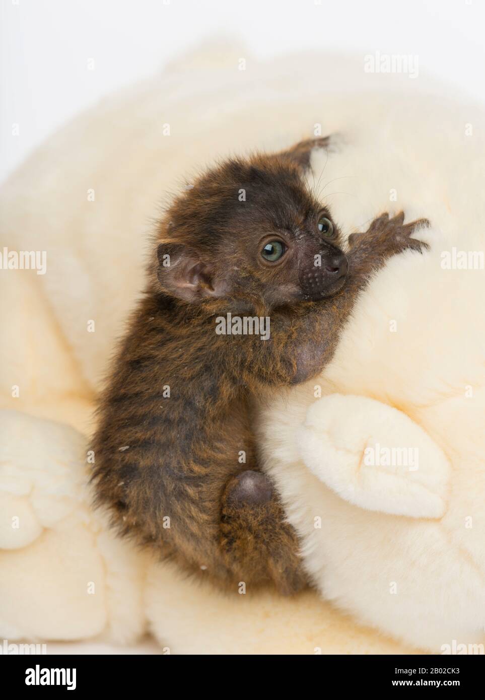 Bebe Citron Noir A Yeux Bleus Tenant Un Jouet Farci Photo Stock Alamy