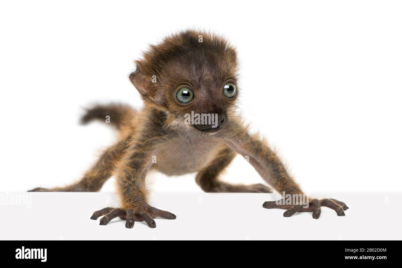 Bebe Citron Noir A Yeux Bleus Tenant Un Jouet Farci Photo Stock Alamy
