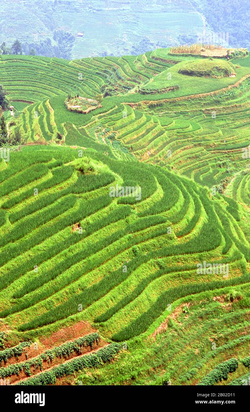Longji (Dragon's Backbone) les champs de riz en terrasse ont reçu leur nom parce que les terrasses de riz ressemblent aux échelles d'un dragon, tandis que le sommet de la chaîne de montagne ressemble à l'épine dorsale du dragon. Les visiteurs se tenant au sommet de la montagne peuvent voir la dorsale du dragon se défaire au loin. Banque D'Images