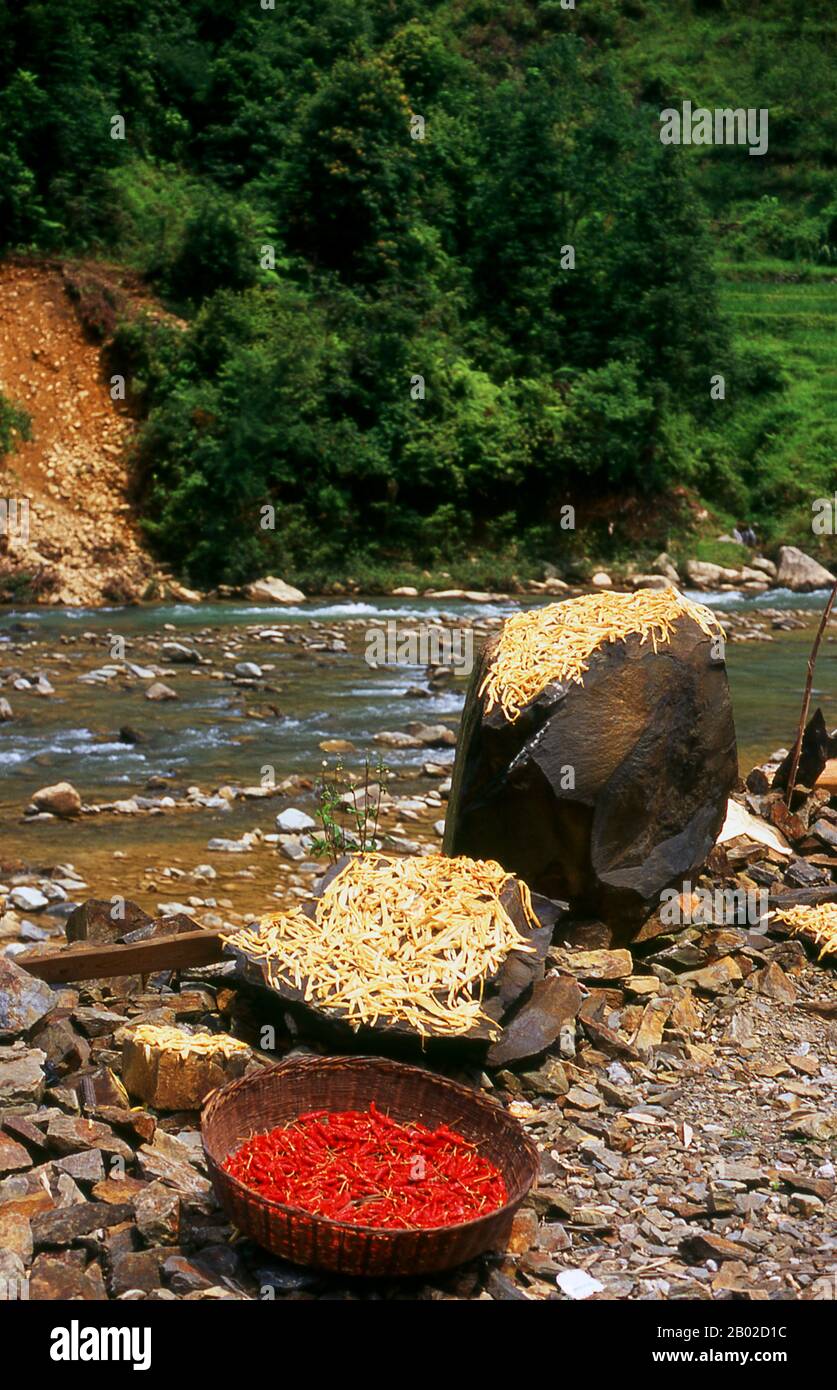 Chine : les piments et les pousses de bambou tranchées sèchent au soleil près de la rivière Xun (Xún Jiāng) dans le village de Huangluo près des terrasses de riz de Longsheng, comté de Longsheng, province du Guangxi. La rivière Xun (pinyin : Xún Jiāng) est le nom d'une courte section de la branche principale du système de la rivière des perles en amont du Xi Jiang en Chine. Bien que longue de moins de 150 km, elle revêt une importance considérable dans la province du Guangxi, car elle draine la majorité de la province. La rivière Xun dans son nom est formée par les rivières Yu et Qian, le Qian étant le plus grand des deux affluents. Banque D'Images