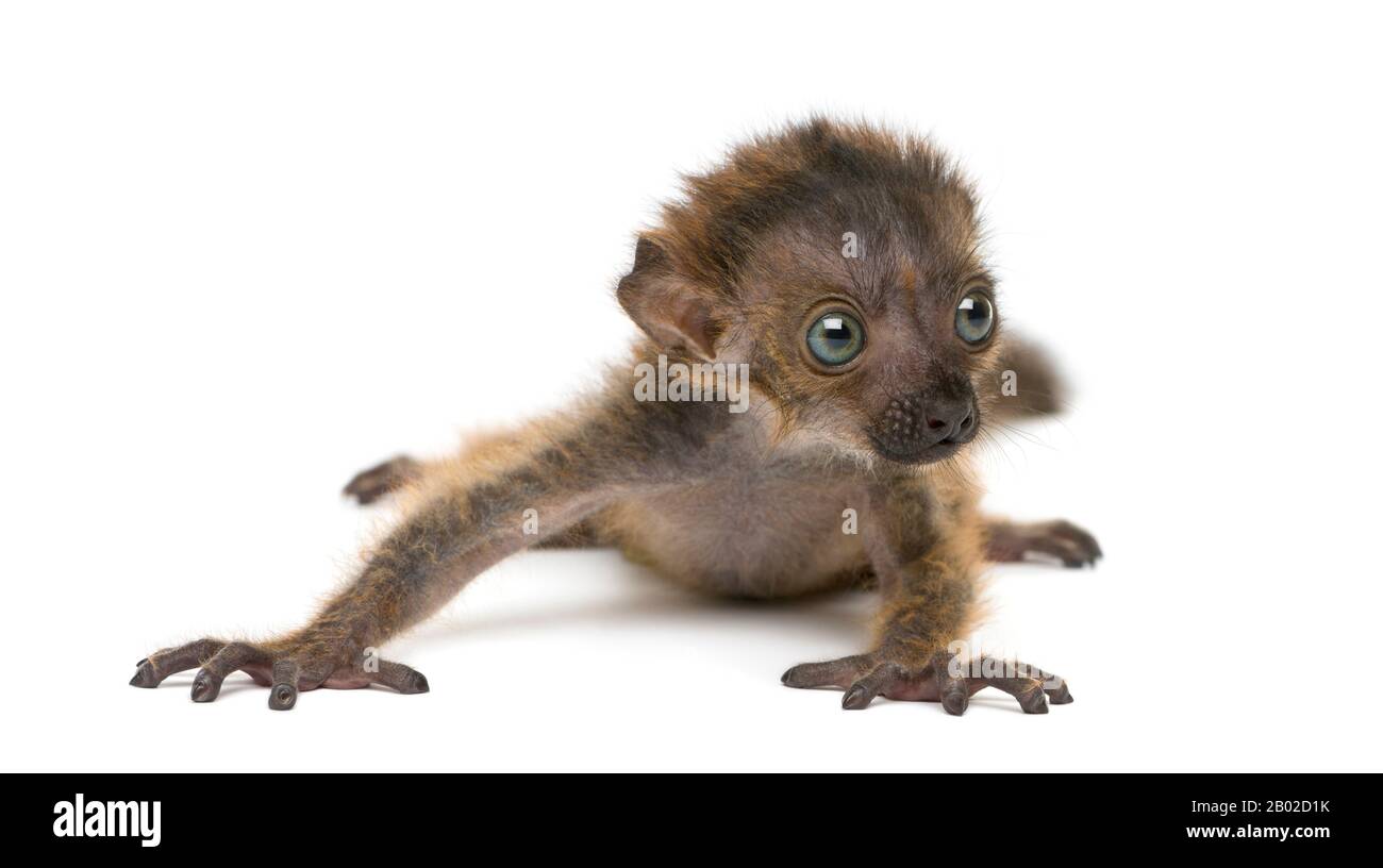 Bebe Citron Noir A Yeux Bleus Isole Sur Blanc Jours Photo Stock Alamy