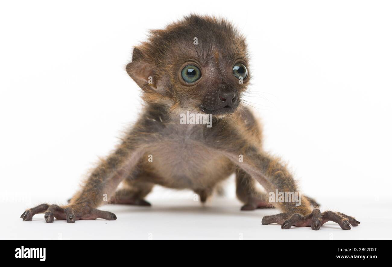 Bebe Citron Noir A Yeux Bleus Isole Sur Blanc Photo Stock Alamy