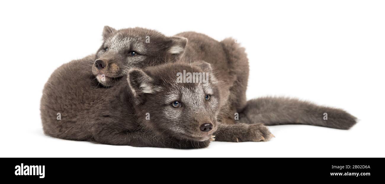 Deux oursons de renard arctique, Vulpes lagopus cuddling, 2 mois, isolés sur blanc Banque D'Images