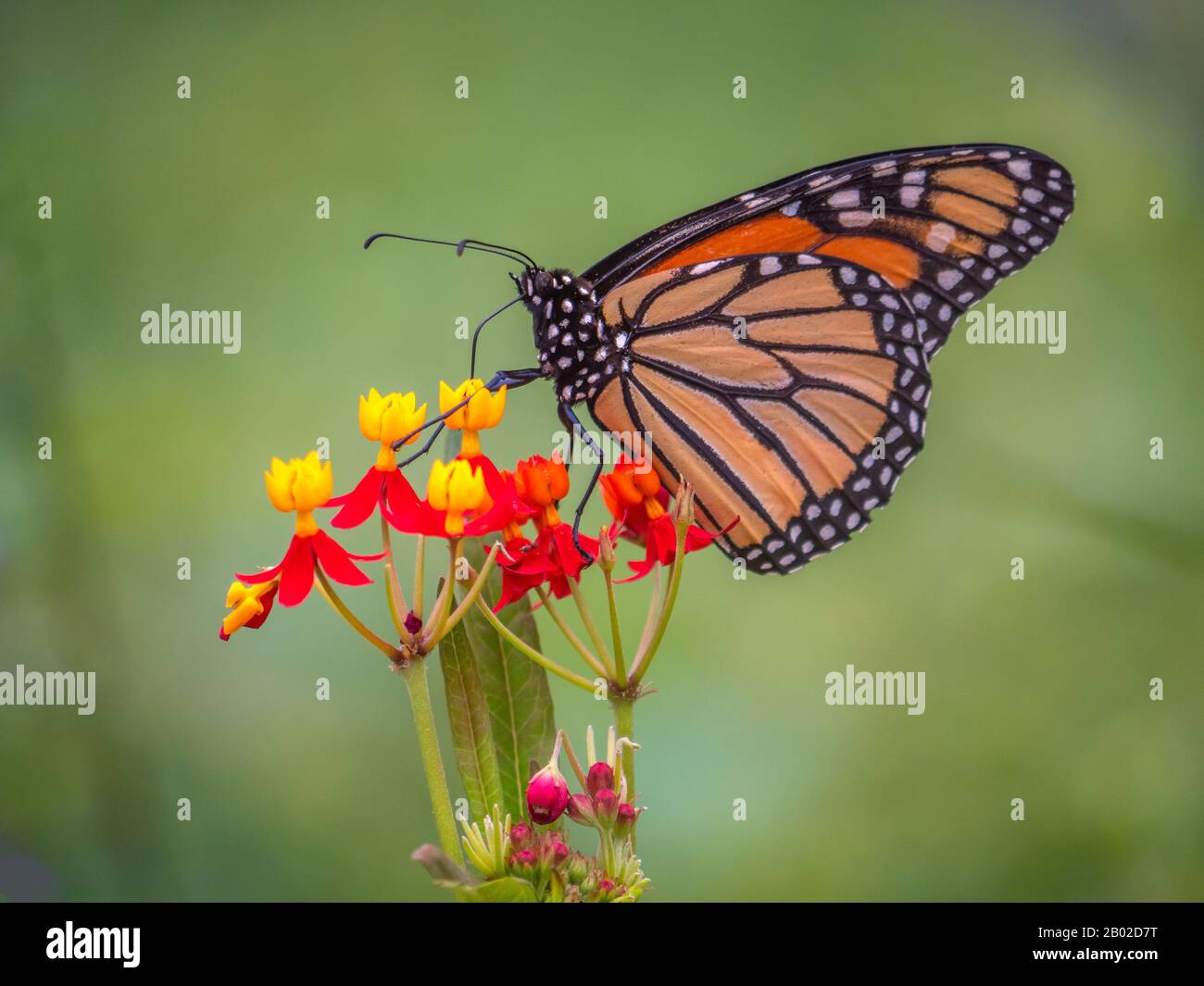 Monarch papillon,Danaus plexippus est un papillon de milkweed dans la famille des Nymphalidae. Banque D'Images