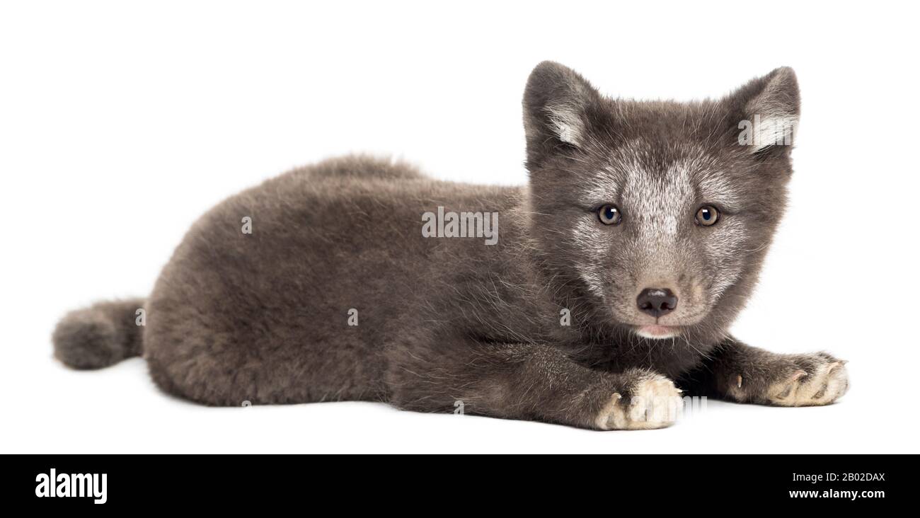 arctic Fox cub, Vulpes lagopus allongé, regardant la caméra, 2 mois, isolée sur blanc Banque D'Images