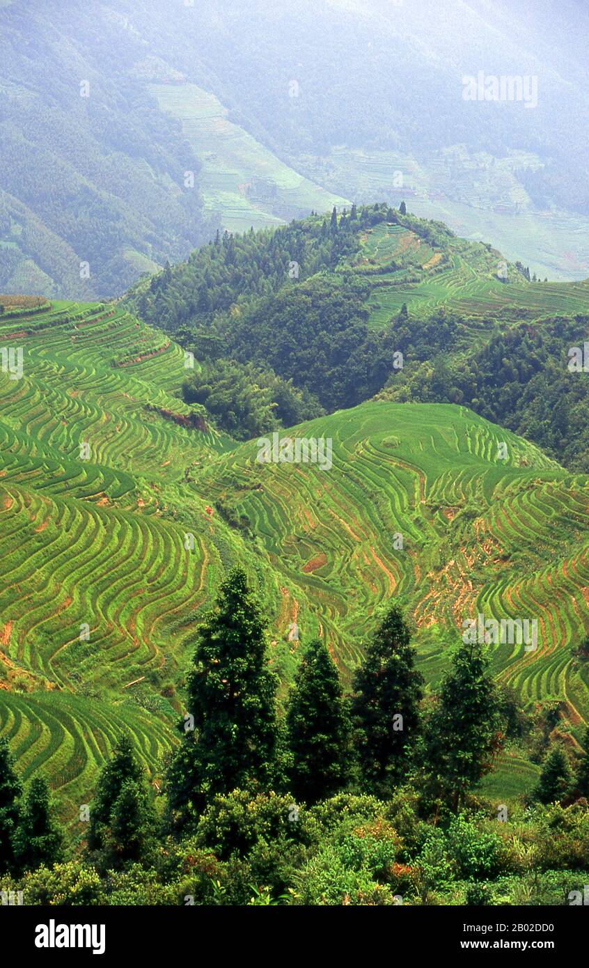 Longji (Dragon's Backbone) les champs de riz en terrasse ont reçu leur nom parce que les terrasses de riz ressemblent aux échelles d'un dragon, tandis que le sommet de la chaîne de montagne ressemble à l'épine dorsale du dragon. Les visiteurs se tenant au sommet de la montagne peuvent voir la dorsale du dragon se défaire au loin. Banque D'Images