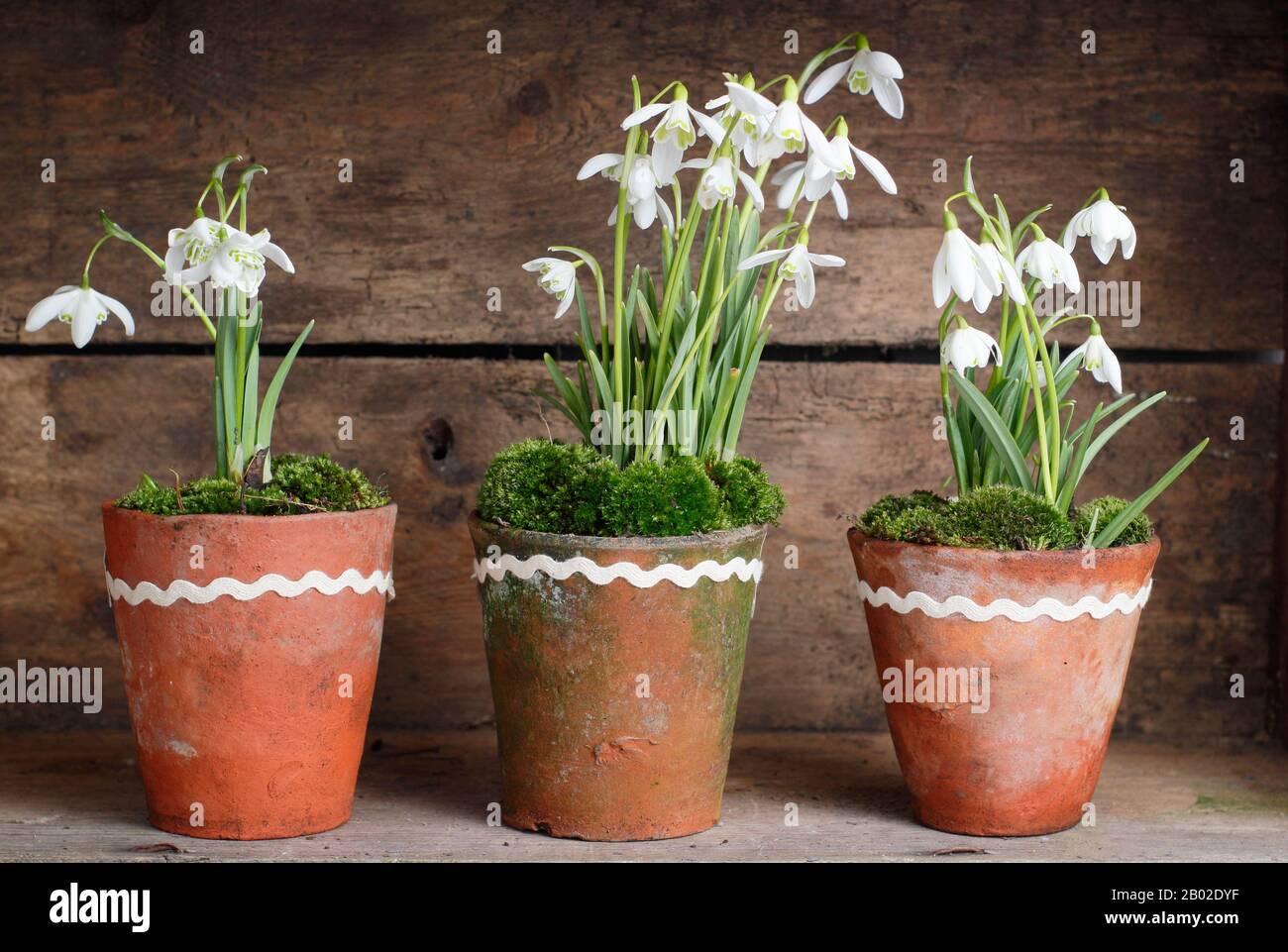 Galanthus nivalis. Chutes de neige, en pots d'argile surmontés de mousse, dans une caisse en bois dans un jardin anglais Banque D'Images