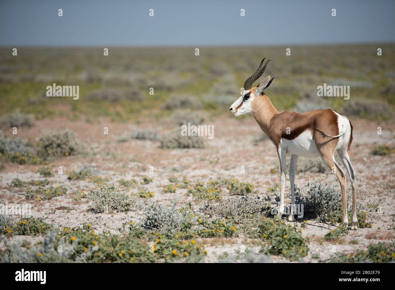Springbok au parc national d'Etosha, Namibie Banque D'Images