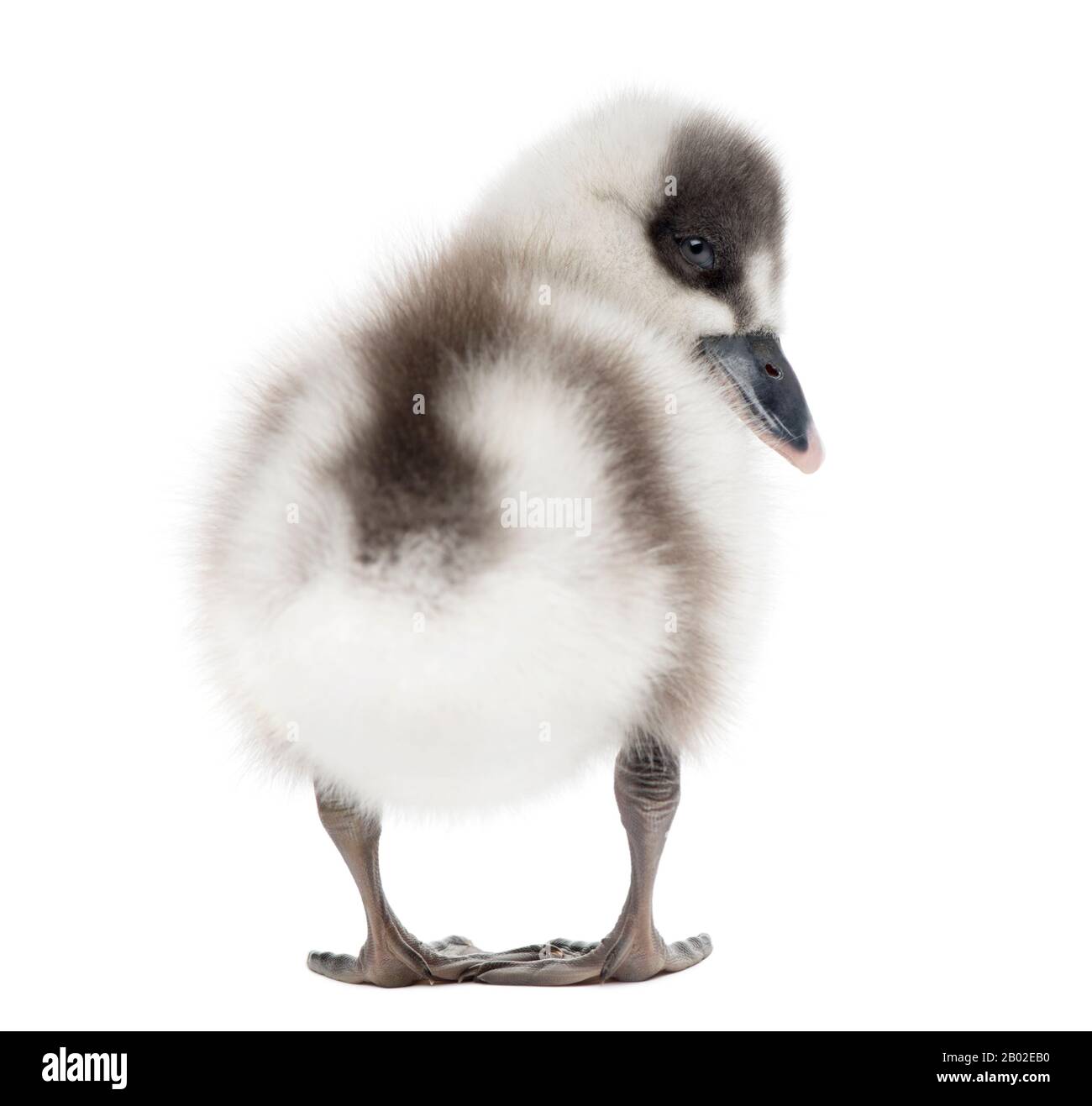 Fullvous Siffling Duck, Dendrocygna bicolor, 6 jours, isolé sur blanc Banque D'Images