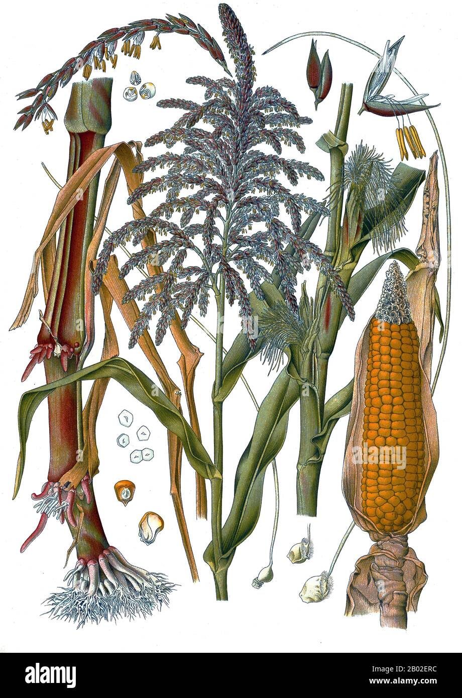 Le maïs ( de l'espagnol: Maíz après Taíno maziz), connu dans certains pays anglophones comme le maïs, est une grande plante de grain domestiquée par les peuples autochtones en Mésoamerica dans les temps préhistoriques. La tige feuillue produit des oreilles qui contiennent le grain, qui sont des graines appelées noyaux. Les grains de maïs sont souvent utilisés dans la cuisson comme amidon. Banque D'Images