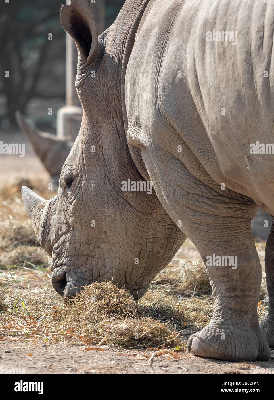 Gros Plan White Rhinoceros Est Manger De L'Herbe Sèche Banque D'Images
