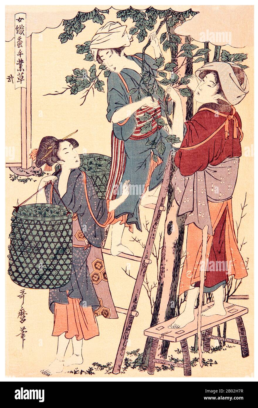 2. "Cueillir des feuilles de mûrier", représentant une femme sur un stand et une femme sur une échelle cueillant des feuilles de mûrier, une autre femme les ramassant dans un panier. Kitagawa Utamaro (env. 1753 - 31 octobre 1806) était un peintre et graveur japonais, considéré comme l'un des plus grands artistes de gravures de bois (ukiyo-e). Il est surtout connu pour ses études magistralement composées de femmes, connues sous le nom de bijinga. Il a également produit des études sur la nature, notamment des livres illustrés d'insectes. Banque D'Images