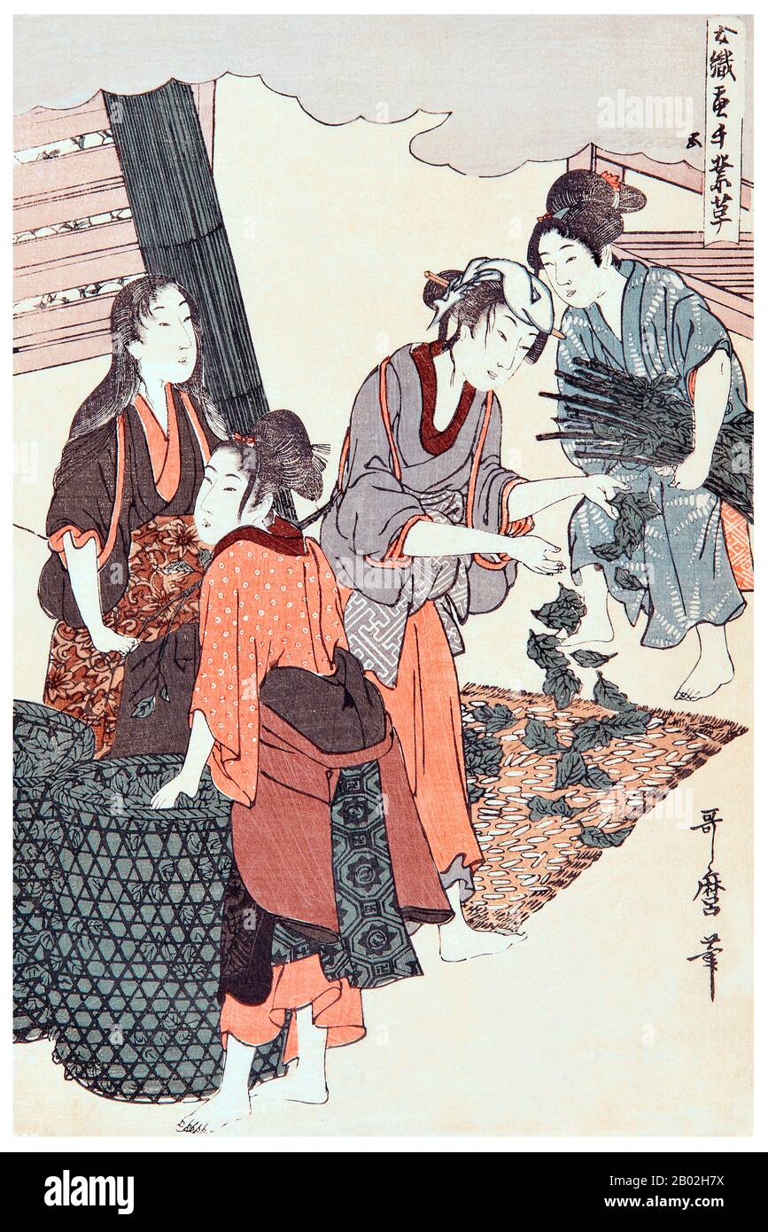 « le grand réveil des vers à soie », représentant trois filles déchirant les feuilles des branches de mûrier pour nourrir les vers à soie tandis qu'une autre arrive avec des branches fraîches. Kitagawa Utamaro (env. 1753 - 31 octobre 1806) était un peintre et graveur japonais, considéré comme l'un des plus grands artistes de gravures de bois (ukiyo-e). Il est surtout connu pour ses études magistralement composées de femmes, connues sous le nom de bijinga. Il a également produit des études sur la nature, notamment des livres illustrés d'insectes. Banque D'Images