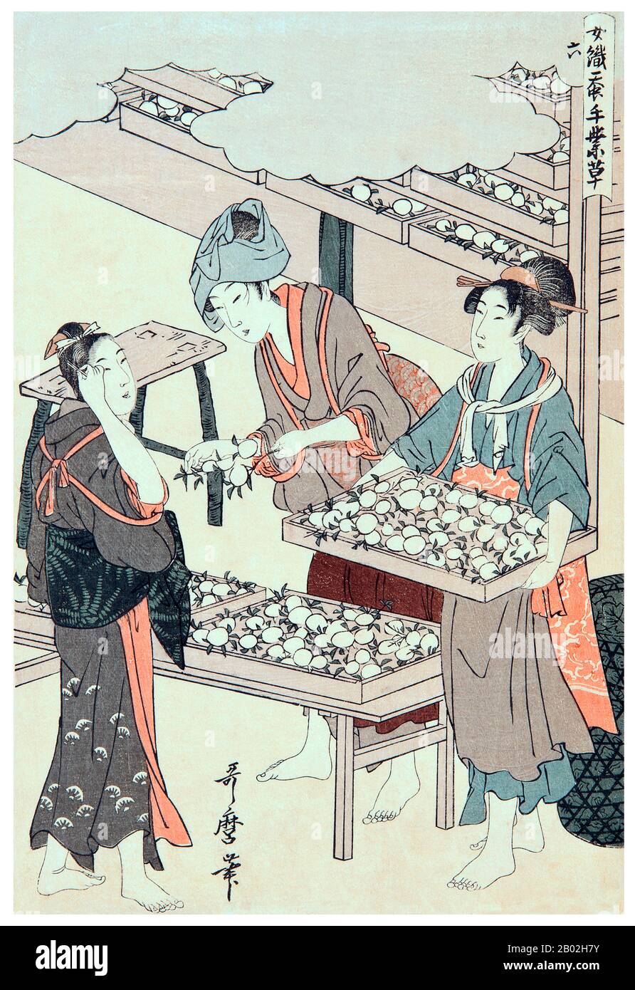 6. « The cococon stage », représentant une fille qui organise les cocons sur un plateau, une autre tient un plateau complet et une autre montre la scène. Kitagawa Utamaro (env. 1753 - 31 octobre 1806) était un peintre et graveur japonais, considéré comme l'un des plus grands artistes de gravures de bois (ukiyo-e). Il est surtout connu pour ses études magistralement composées de femmes, connues sous le nom de bijinga. Il a également produit des études sur la nature, notamment des livres illustrés d'insectes. Banque D'Images
