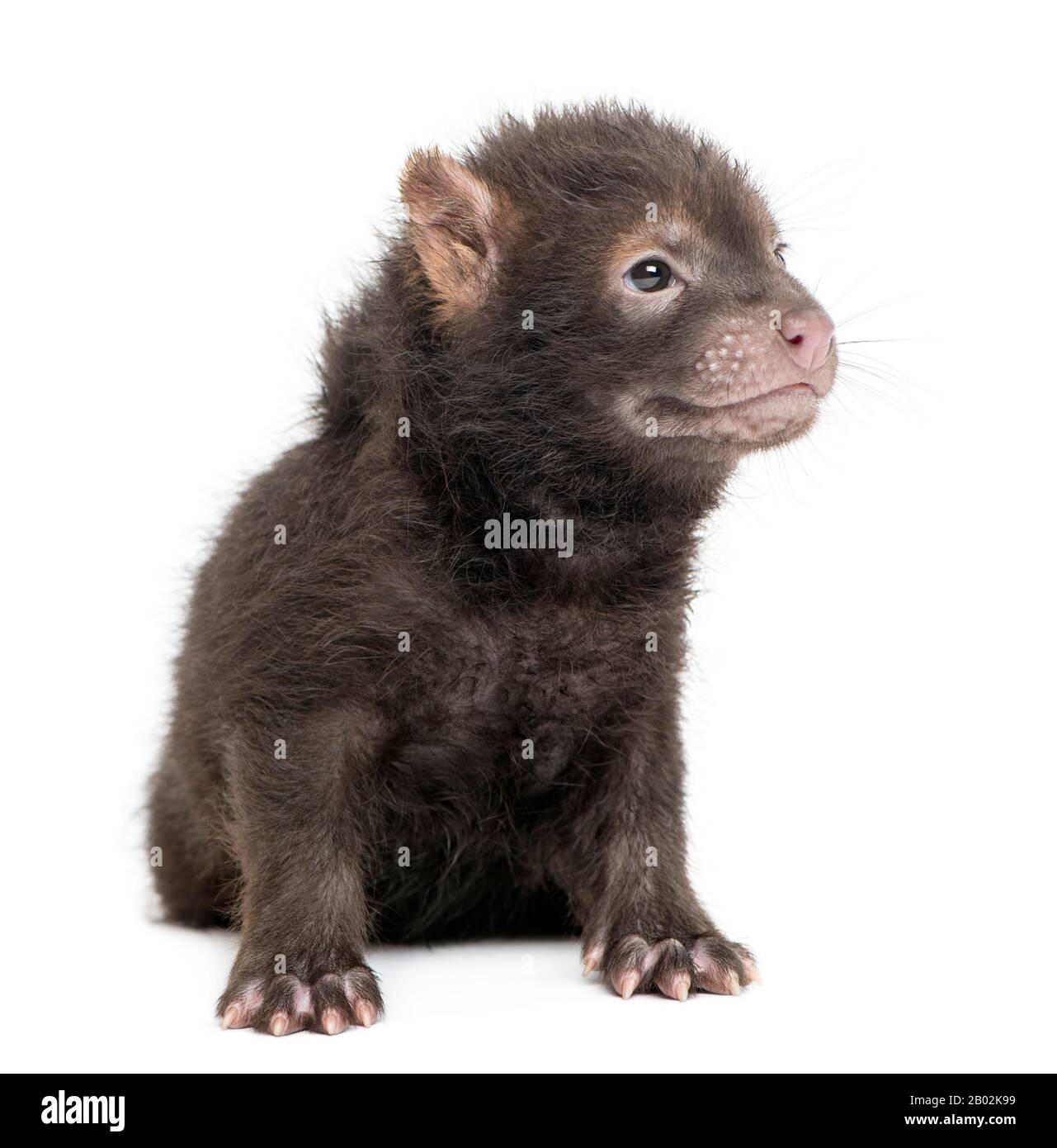 Bébé Bushdog assis regardant loin, Speithos venaticus, 2 mois, isolé sur blanc Banque D'Images