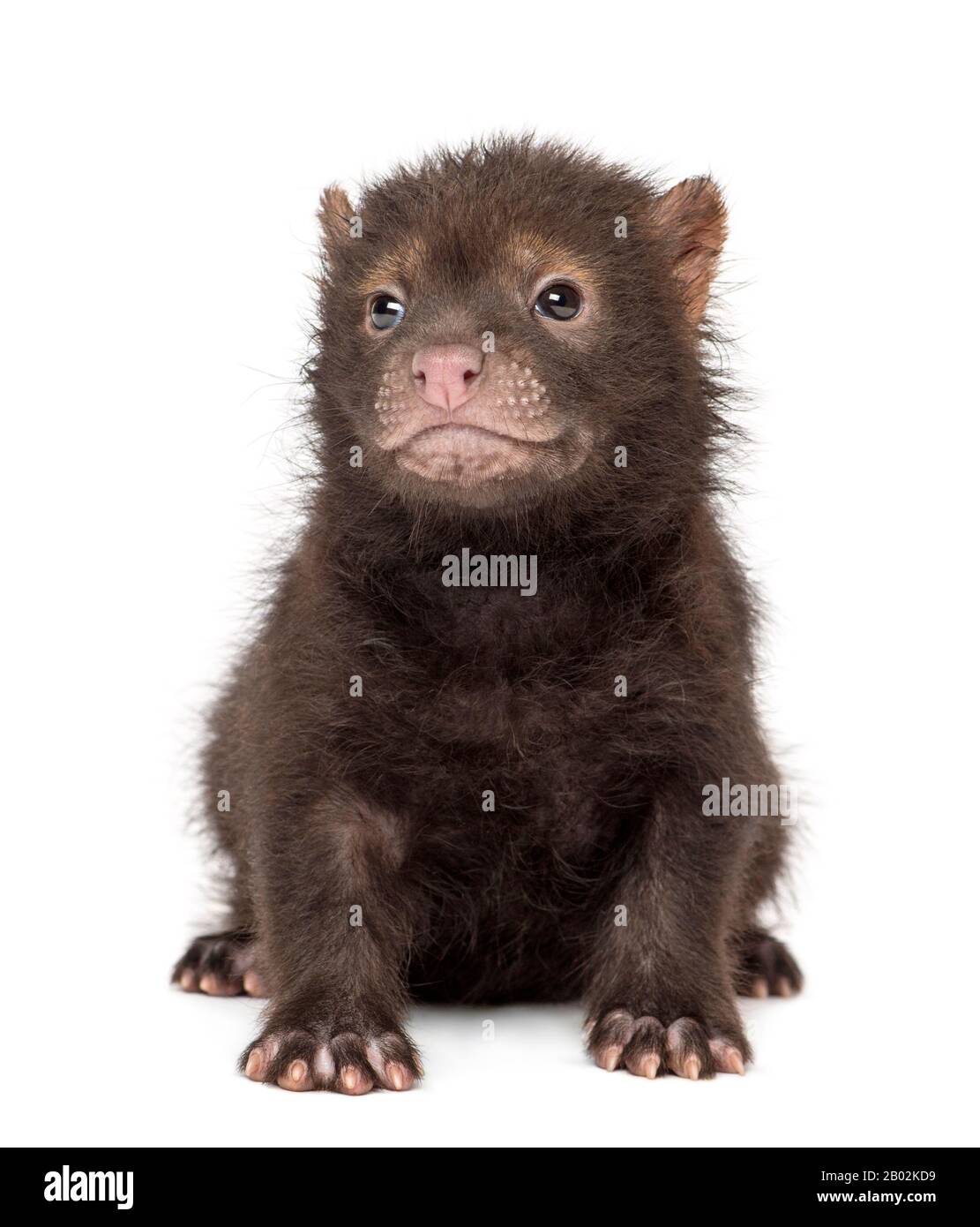 Vue De Face D Un Bebe Bushdog Assis Speithos Venaticus 2 Mois Isole Sur Blanc Photo Stock Alamy Vue De Face D Un Bebe Bushdog Assis Speithos Venaticus 2 Mois Isole Sur Blanc Photo Stock Alamy