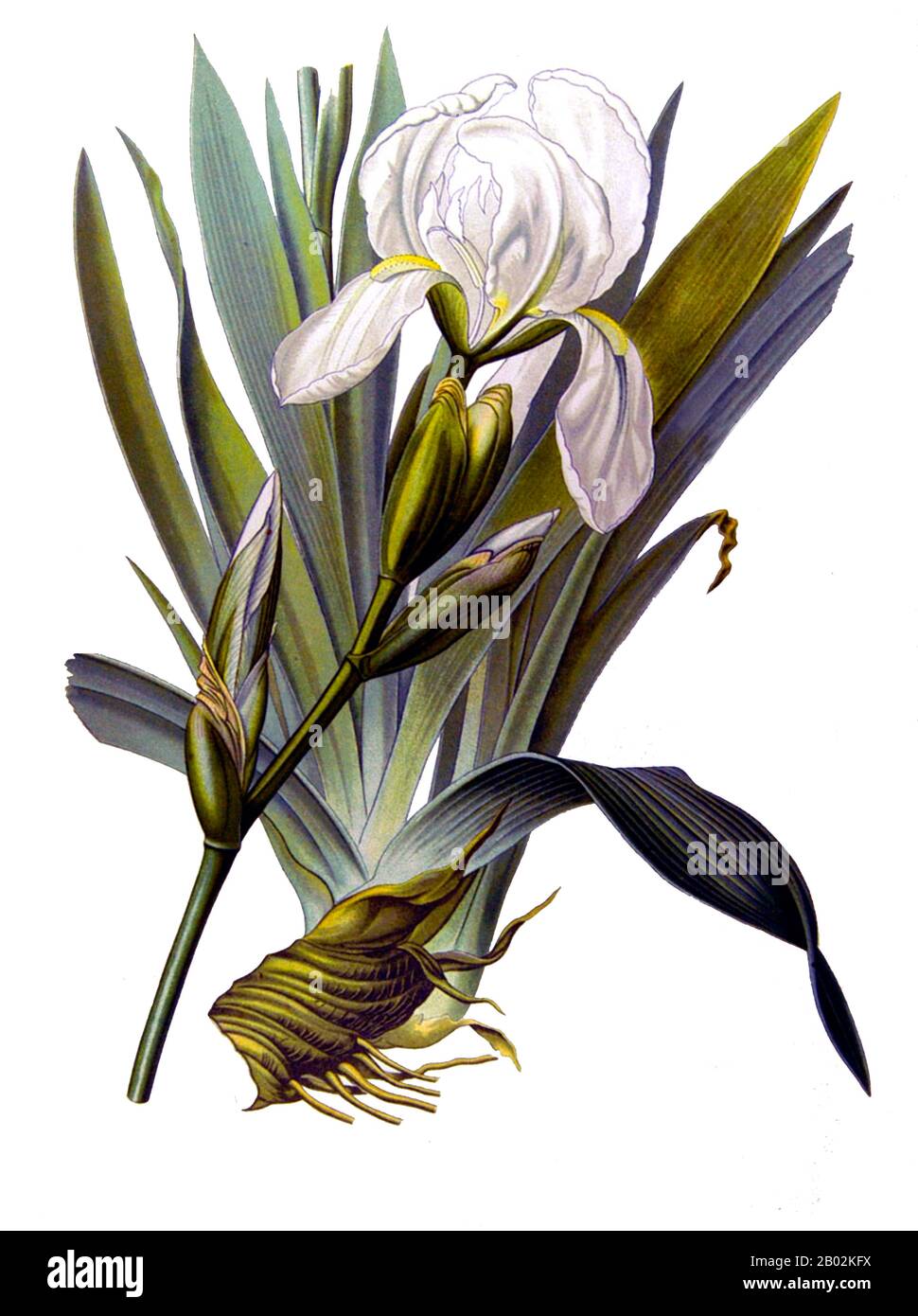 Iris germanica cultive jusqu'à 120 cm de haut et 30 cm de large. Les racines peuvent atteindre 10 cm de profondeur. C'est une vivace rhizomateuse qui fleurit d'avril à juin. Il est préférable de soulever, diviser et replanter les rhizomes une fois que la floraison est terminée car c'est lorsque la plante pousse les nouvelles pousses qui fleuriront l'année suivante. Des centaines d'hybrides représentent toutes les couleurs, du noir de jet aux blancs pétillants. La seule couleur vraiment manquante est le scarilet brillant. Banque D'Images