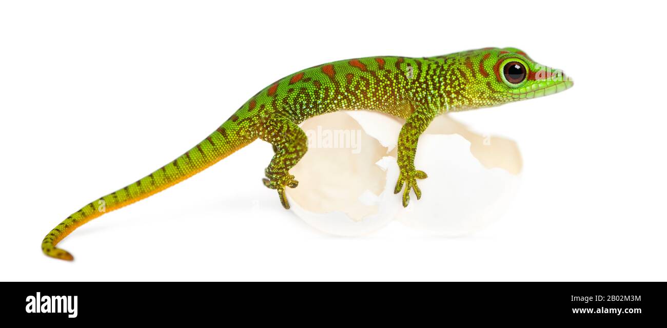 Vue latérale d'un gecko de Madagascar géante perché sur des œufs d'où il a éclos, Phelsuma madagascariensis grandis, isolé sur blanc Banque D'Images